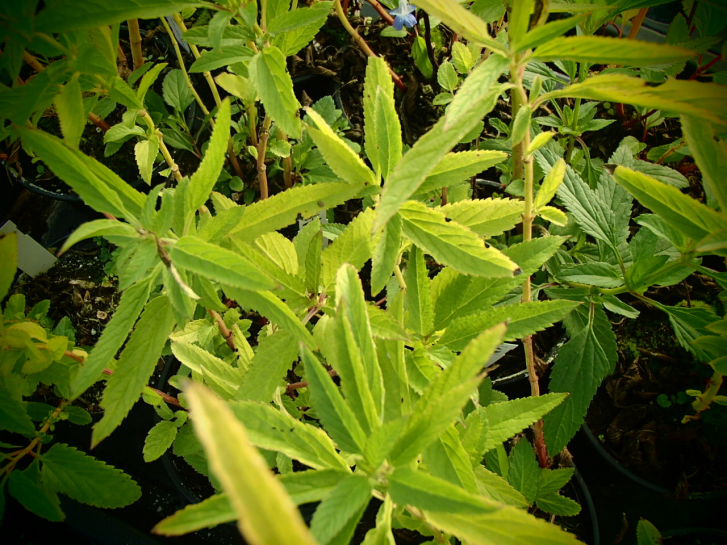S127 / Salvia uliginosa