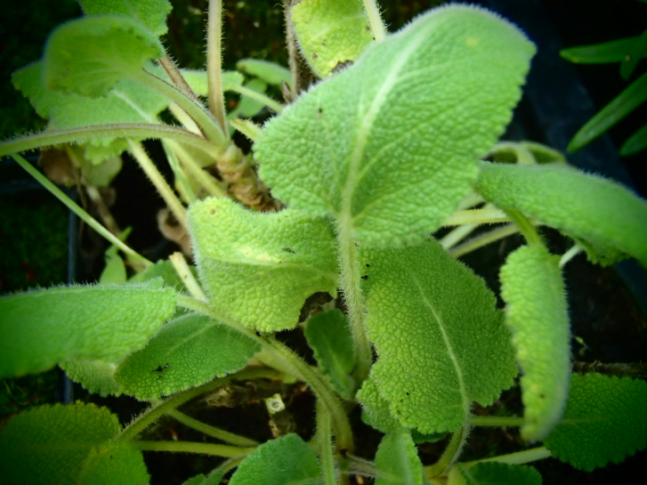 S129-4 / Salvia viscosa