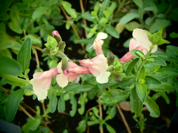 S131 / Salvia x jamensis 'Sierra San Antonio'