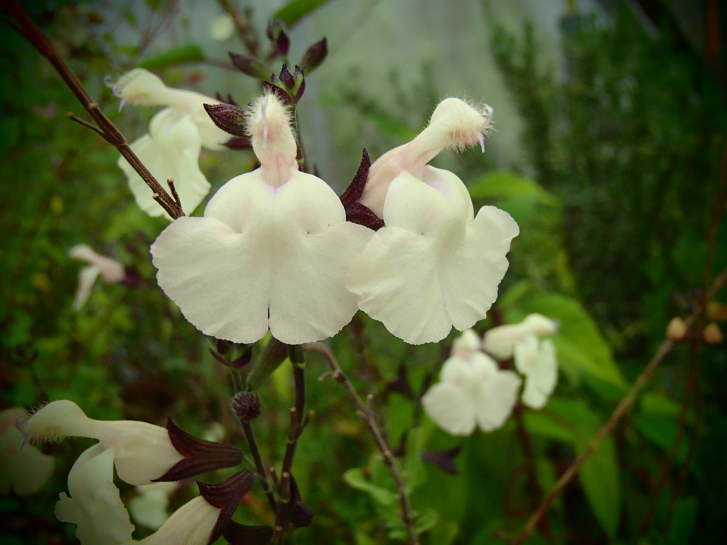 S133 Salvia 'White Butterfly'