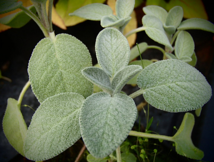 S086 / Salvia officinalis 'Berggarten'