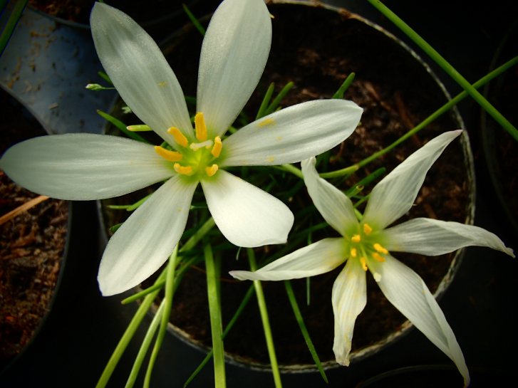26315 / Zephyranthes candida