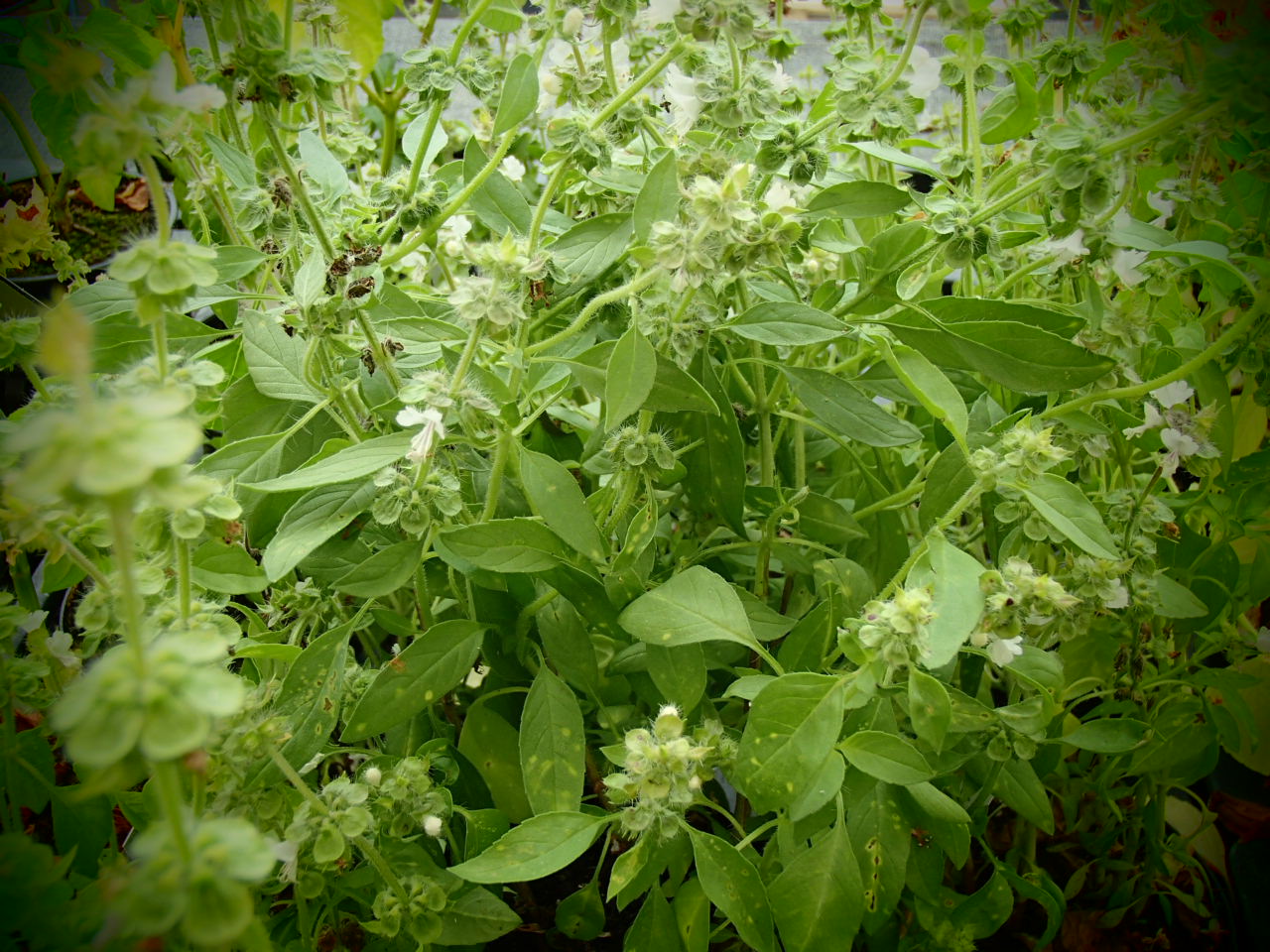 Raritäten Gärtnerei - Garten Jan - Kleinblättriges Zitronenbasilikum - Ocimum  canum syn.O.americanum, image size:1280x960