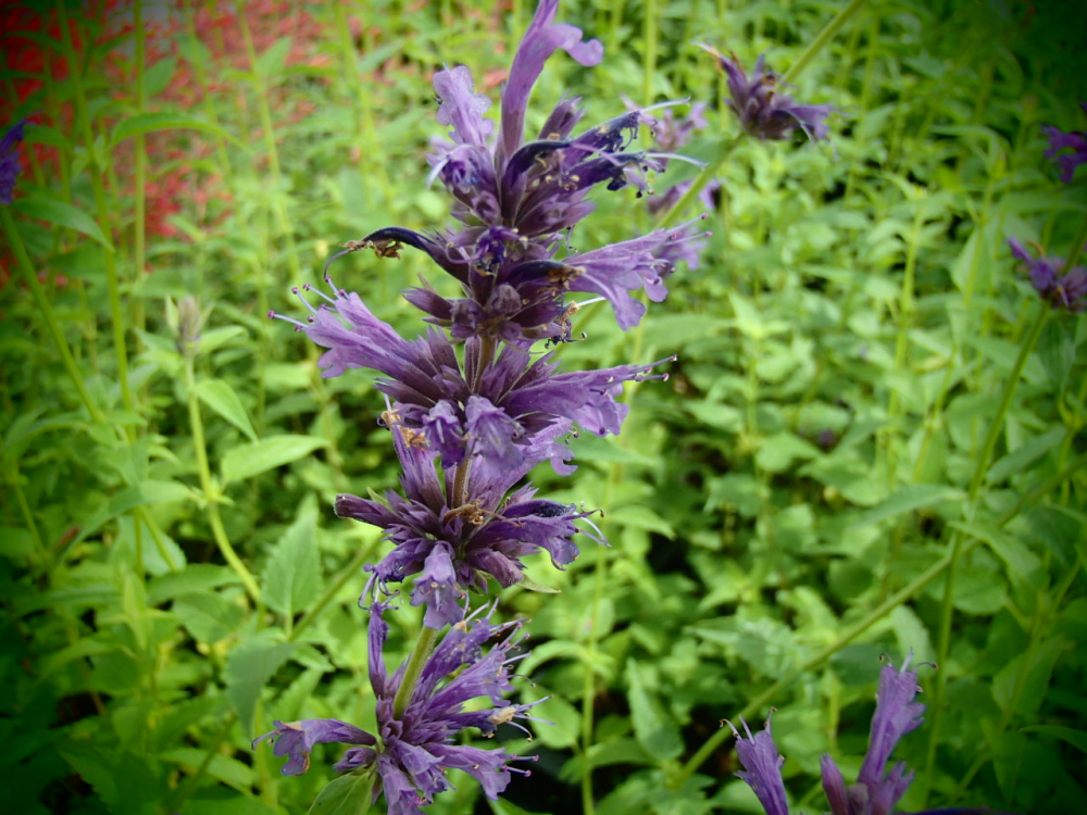00738 / Agastache rugosa 'Serpentine'