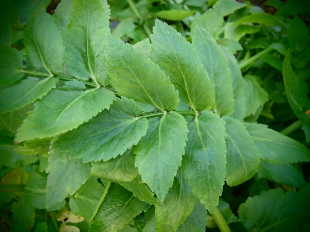 00814 / Apium nodiflorum