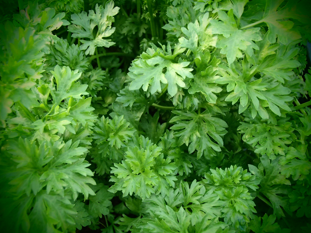 00815 / Apium graveolens var. graveolens