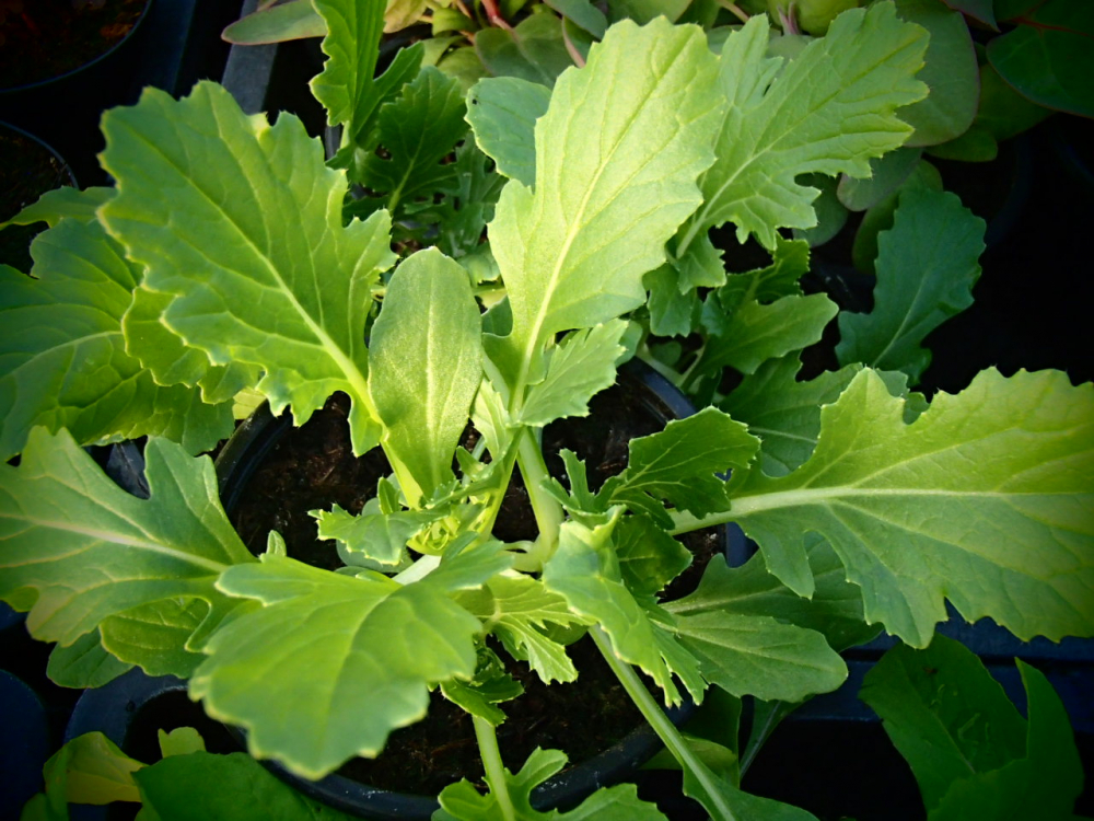 10102 / Brassica rapa japonica 'Mizuna'