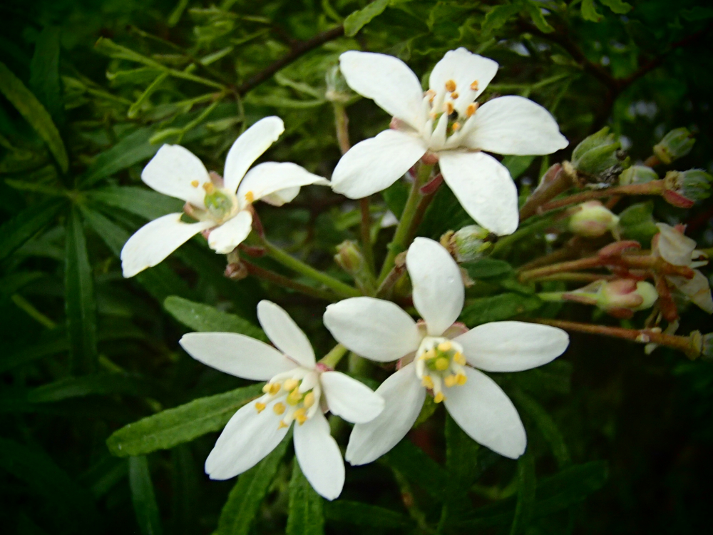 10701 / Choisya ternata 'White Dazzler'