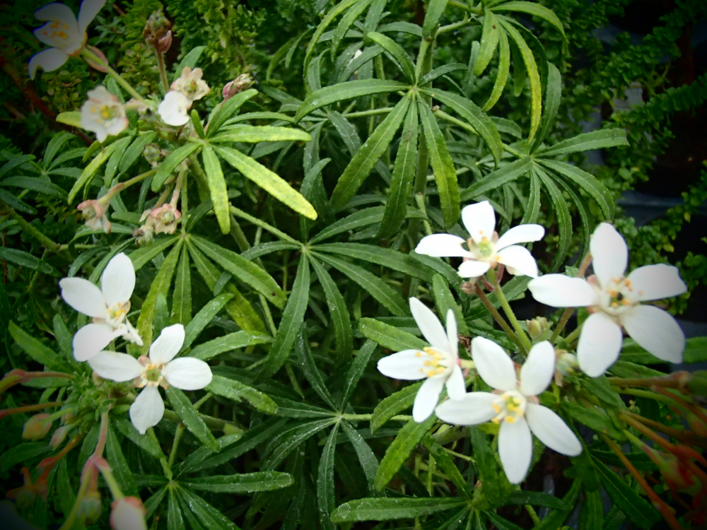 10701 / Choisya ternata 'White Dazzler'