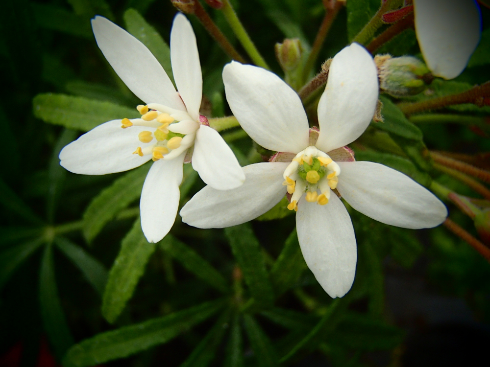 10701 / Choisya ternata 'White Dazzler'