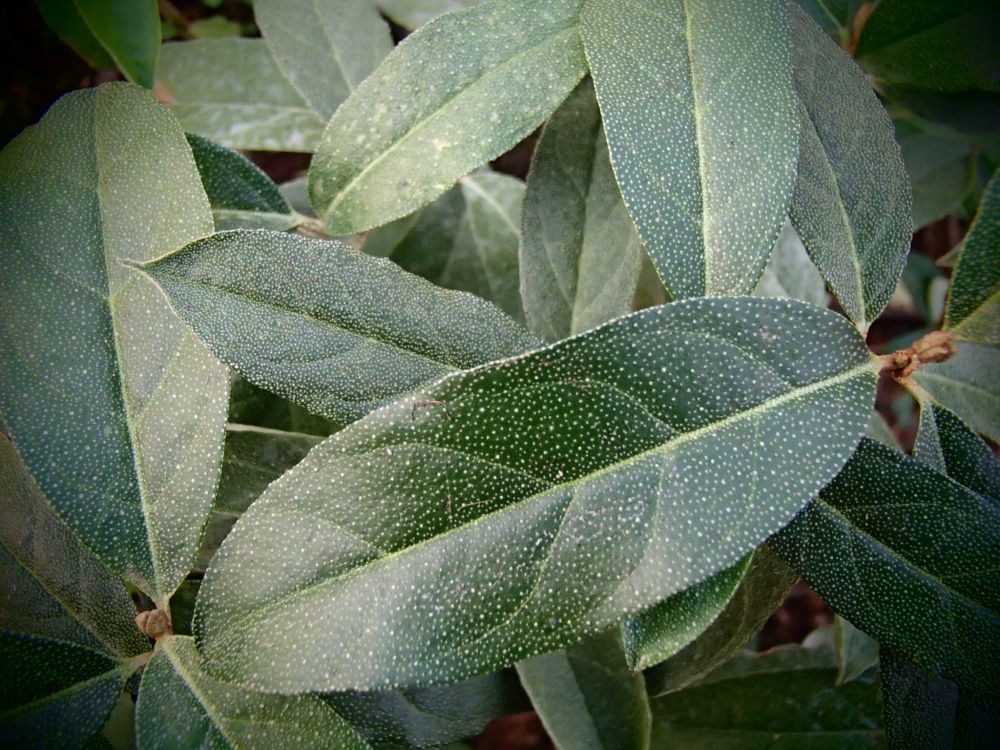 Bild zu Oleaster/Ölweide