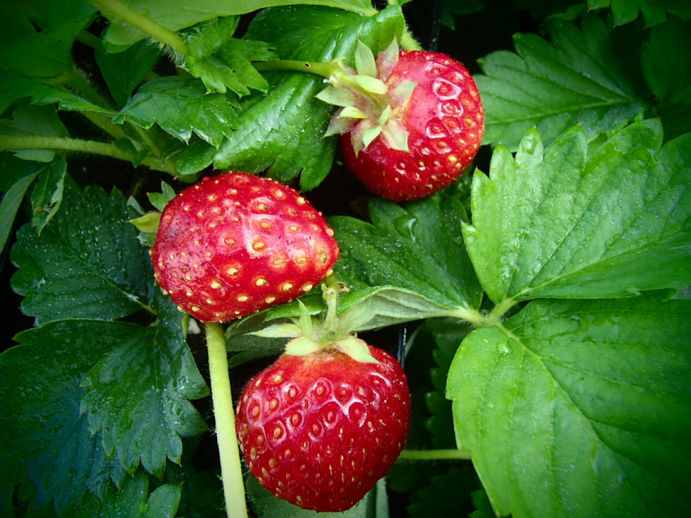 Bild zu Erdbeere