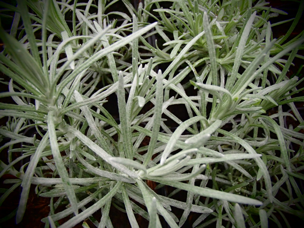15179 / Helichrysum italicum