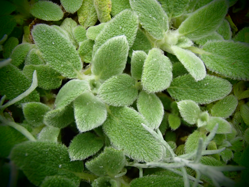 Bild zu Gefaltete Strohblume