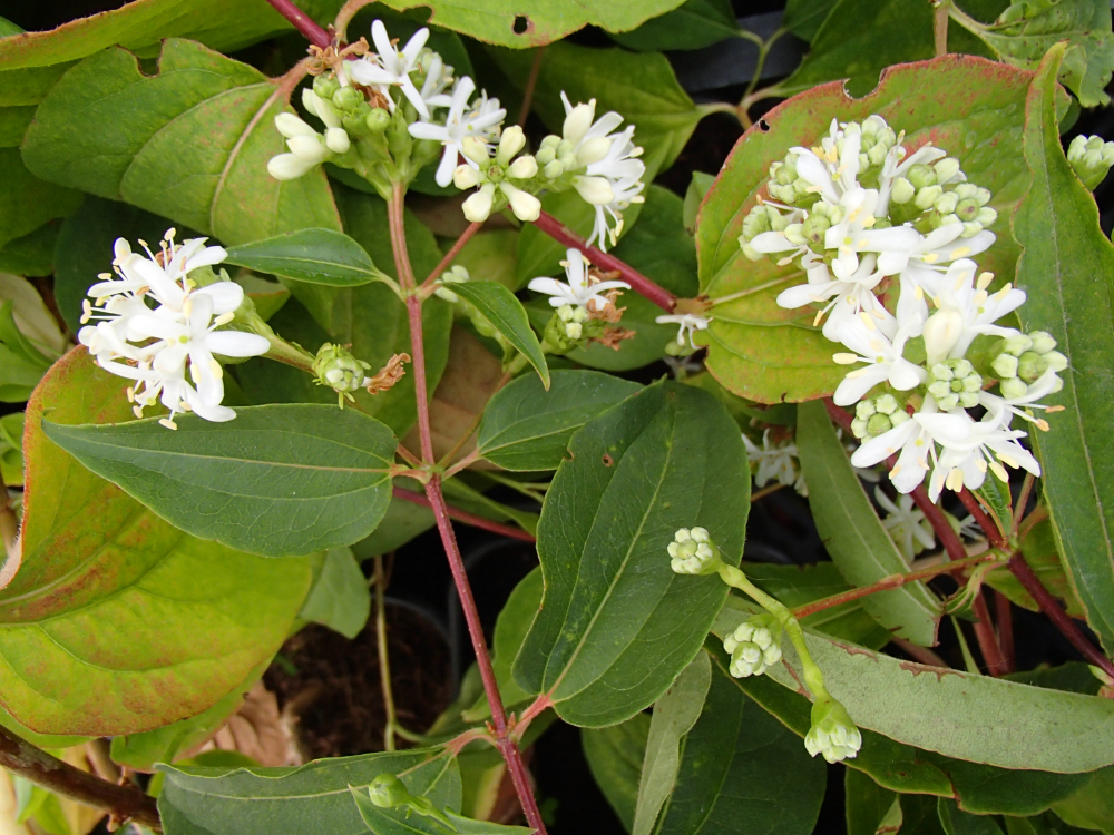 Bild zu Sieben-Söhne-des-Himmels-Blume