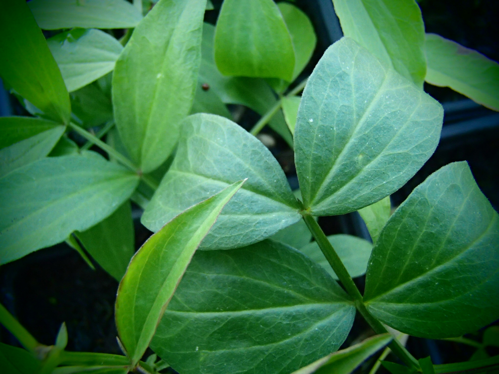 16100 / Lathyrus vernus 'Rosea'