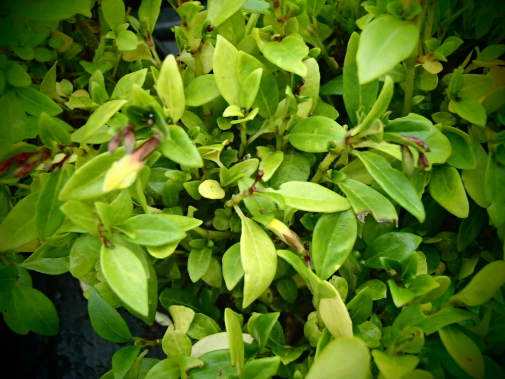 16262 / Jacobinia pauciflora