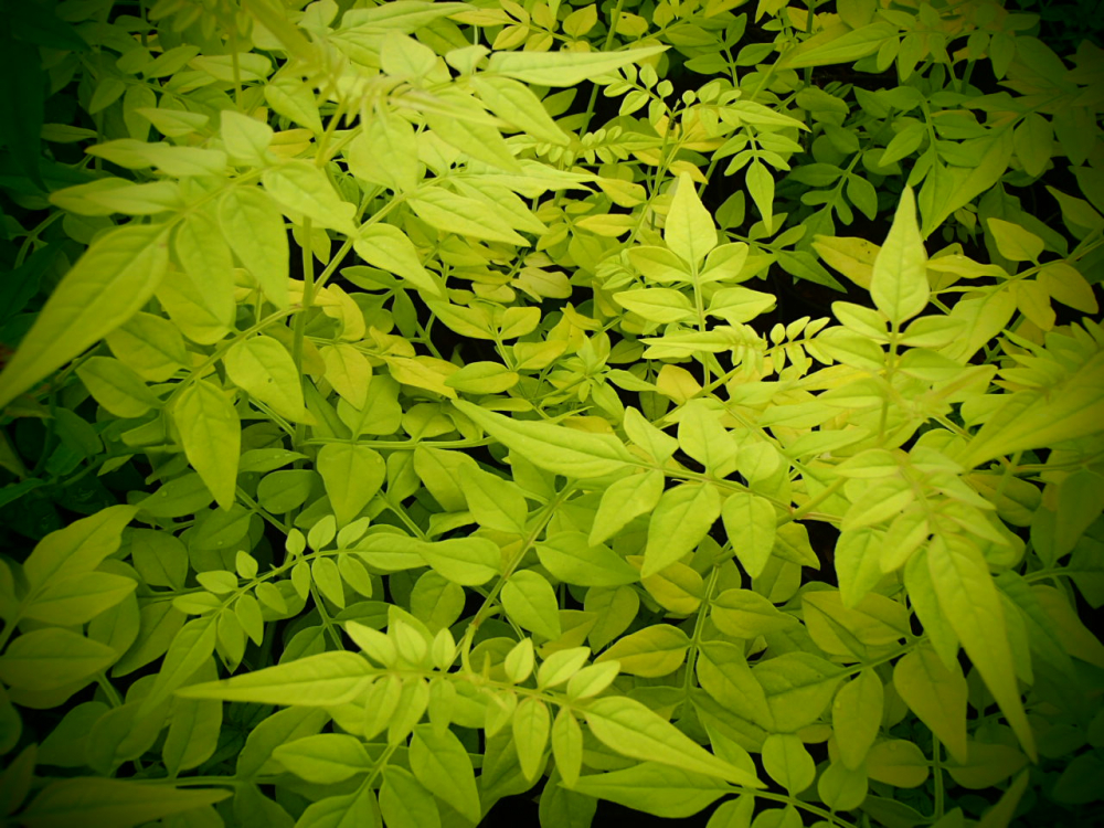 Bild zu Echter Jasmin