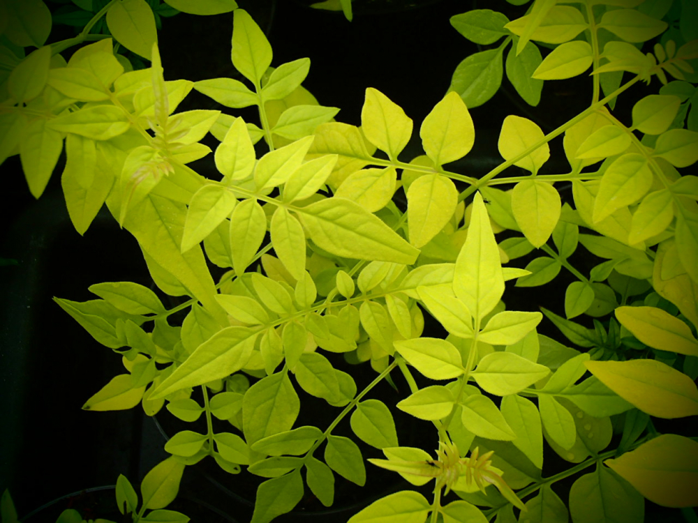 16275 / Jasminum officinale 'Aurem'