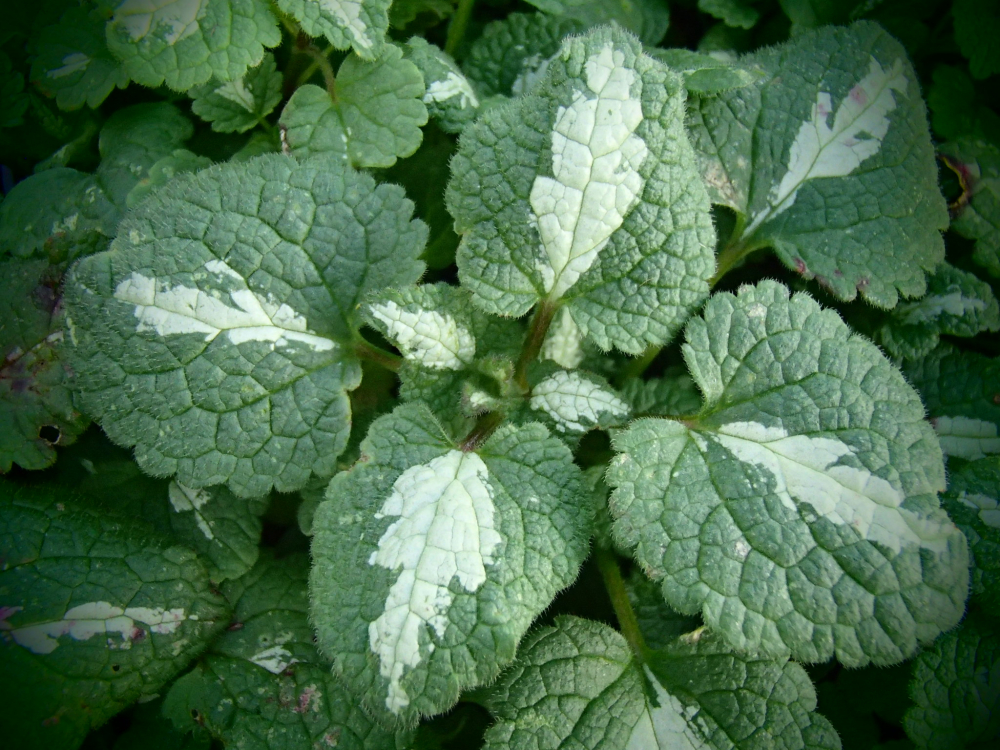 17021 / Lamium maculatum 'Roseum'