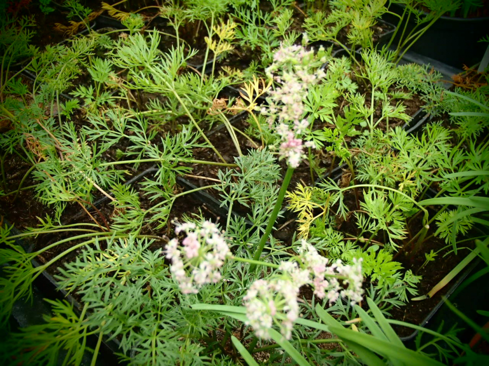 17720 / Ligusticum mutellina