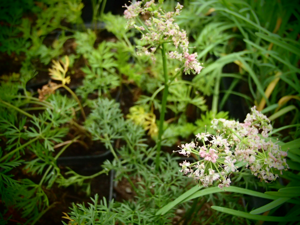 Bild zu Alpen-Mutterwurz (Bärwurz)