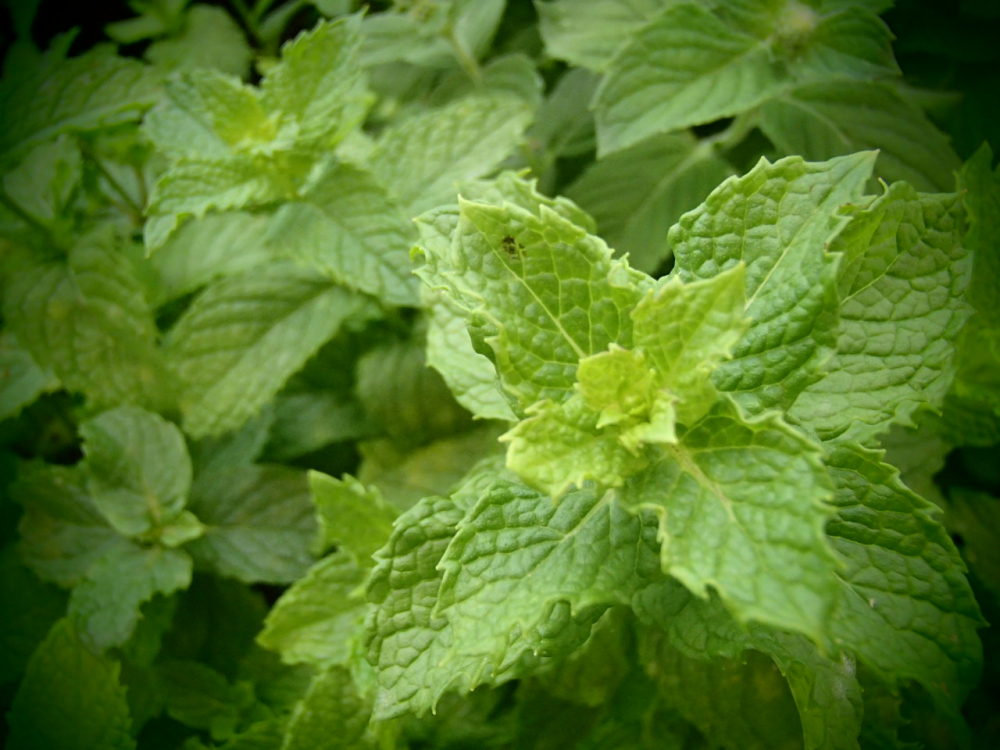 18791 / Mentha species