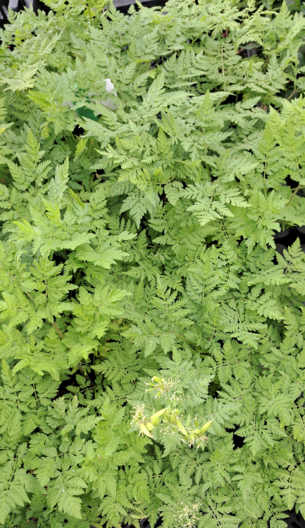 19080 / Myrrhis odorata