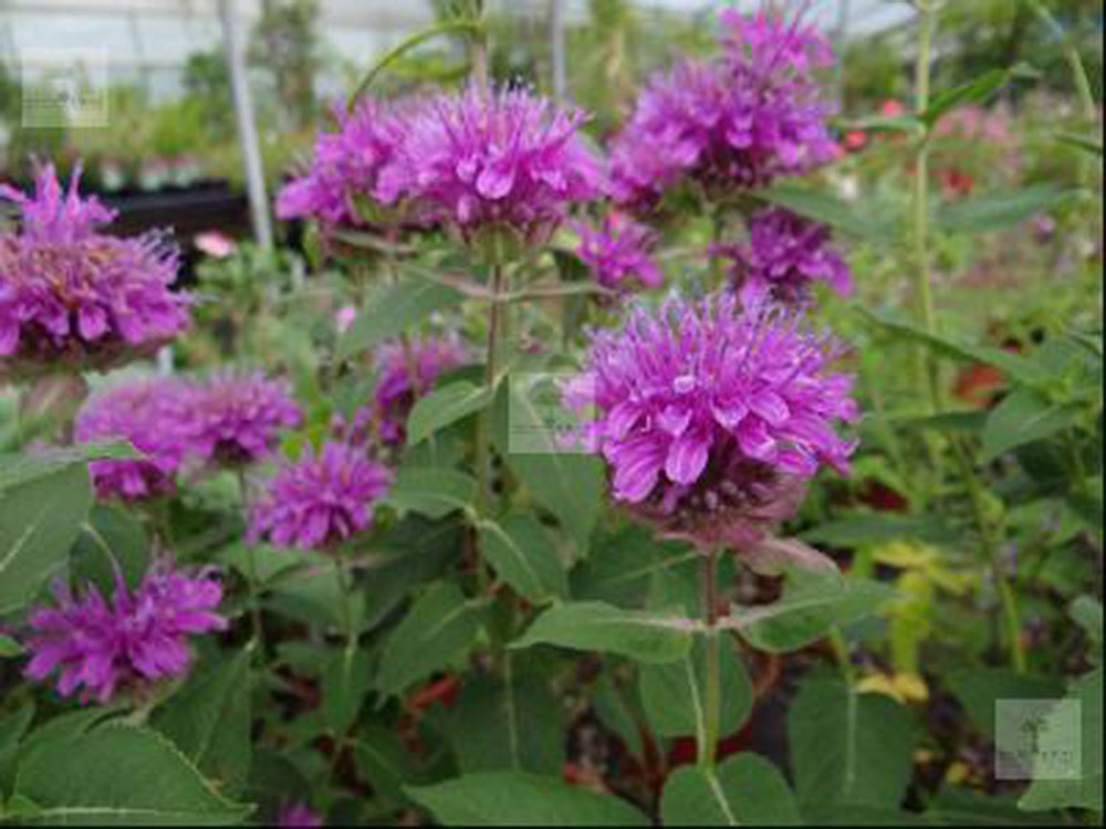Bild zu Rosenmelisse