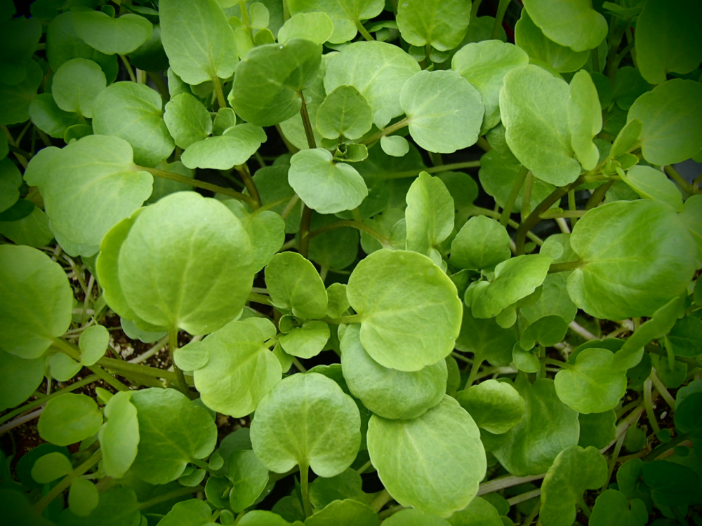 19540 / Nasturtium officinale