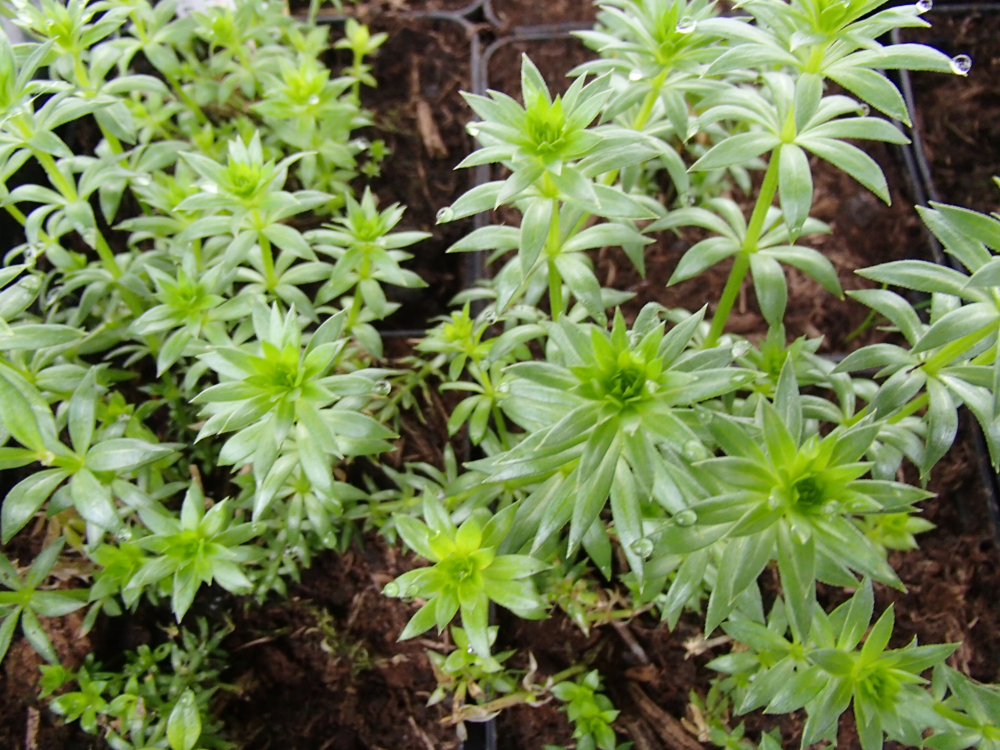 21200 / Phuopsis stylosa