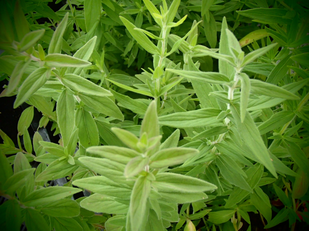 Bild zu Cherocee-Minze, Mountain Mint