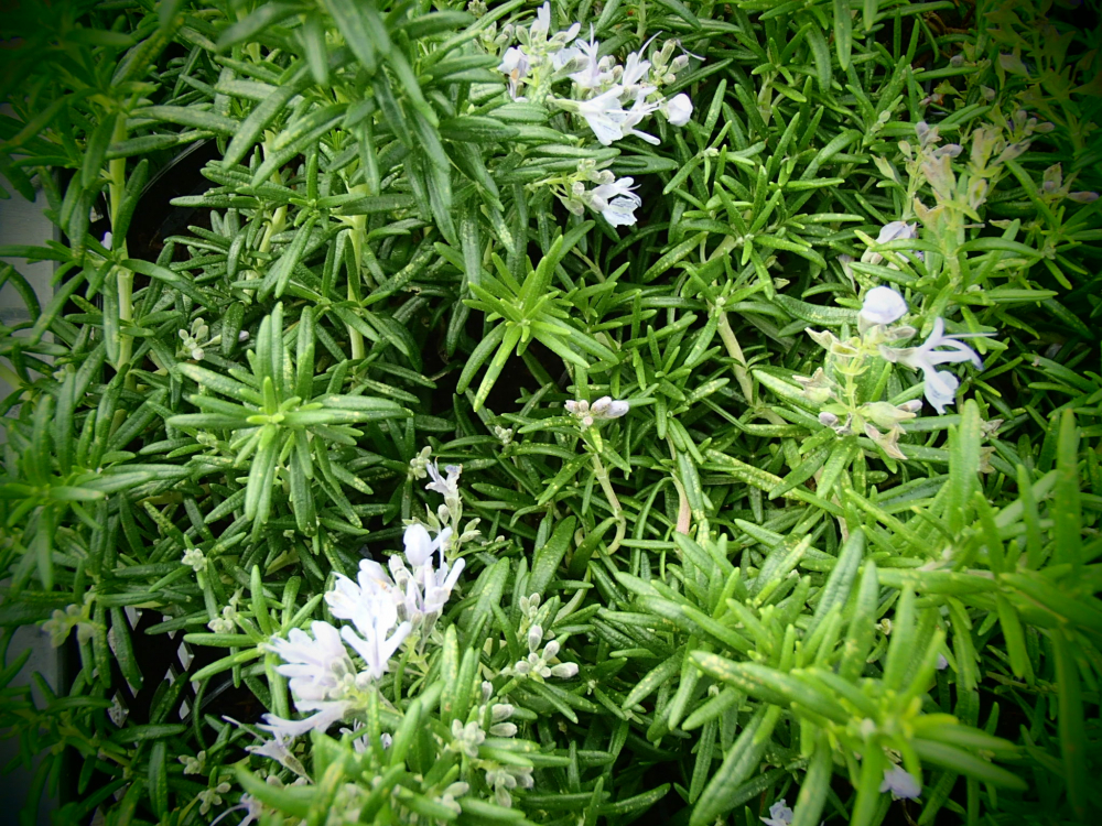 22109 / Rosmarinus officinalis 'Barcelona'