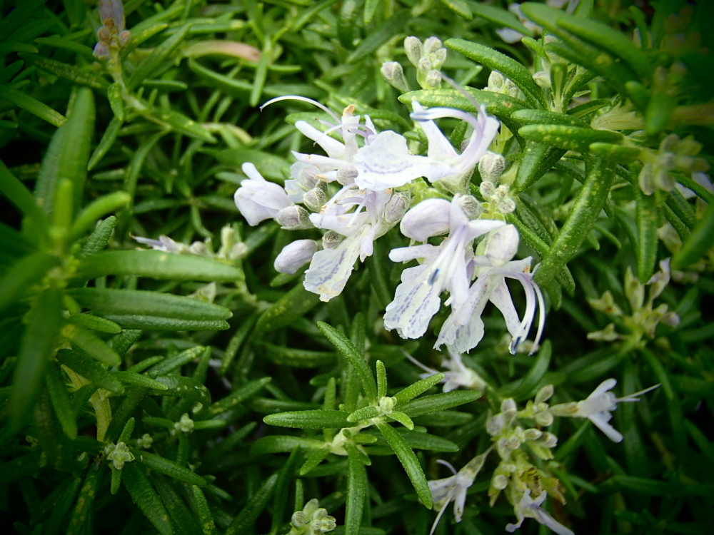 22109 / Rosmarinus officinalis 'Barcelona'