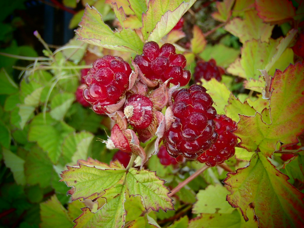 22226 / Rubus fruticosus 'Dorman Red'
