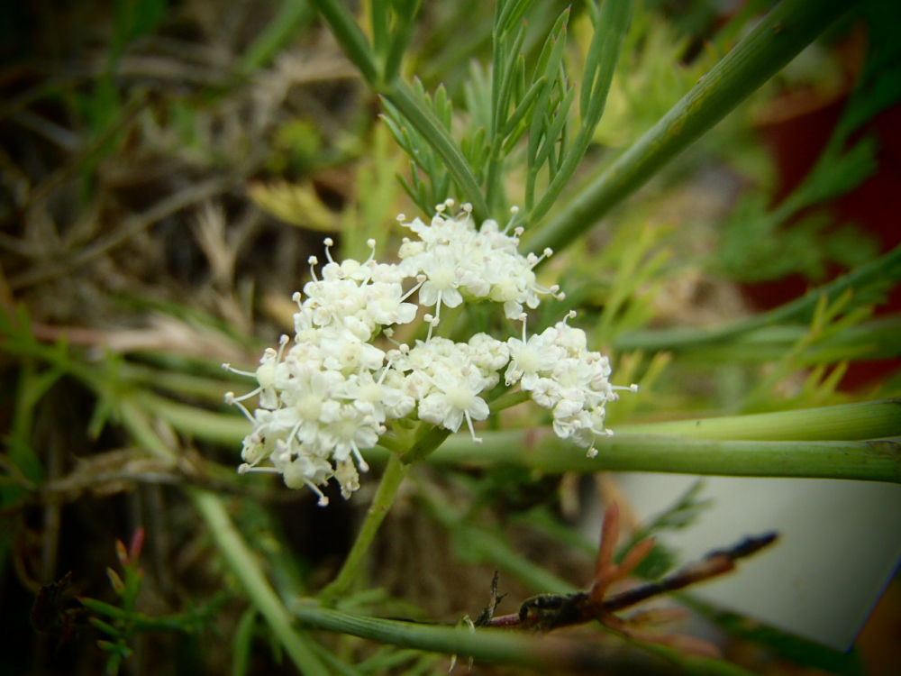 Bild zu Bergfenchel