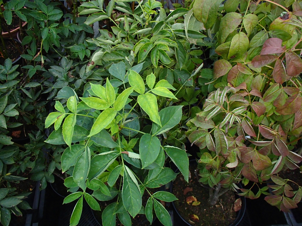 Bild zu Pimpernuss, Klappernuss