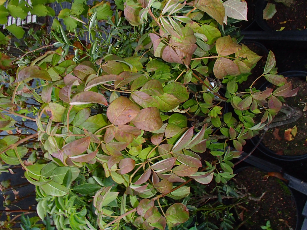 24280 / Staphylea pinnata