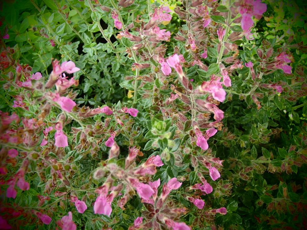 25174 / Teucrium x lucidrys