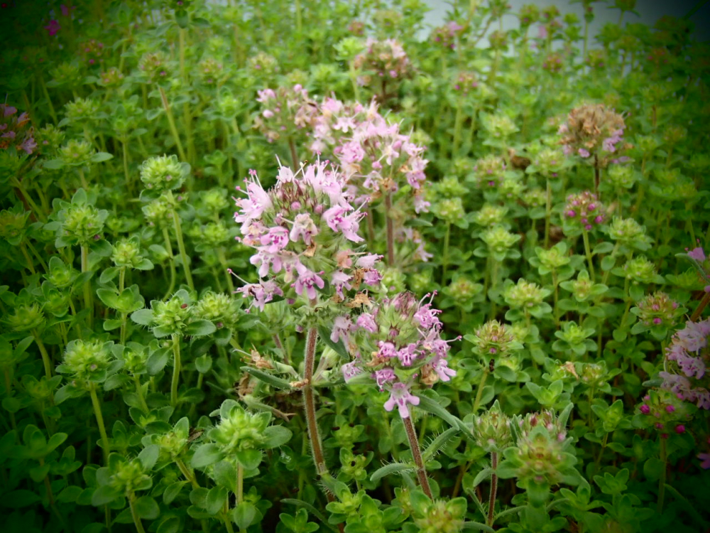 25299-1 / Thymus hirsutus