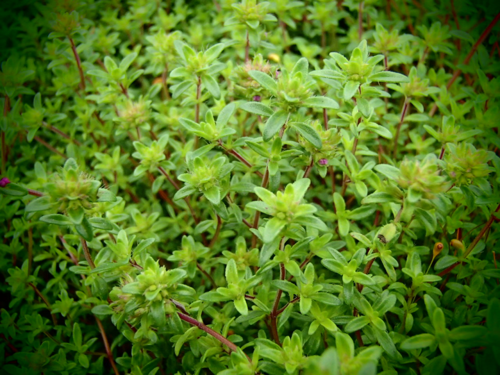 Bild zu Feldthymian