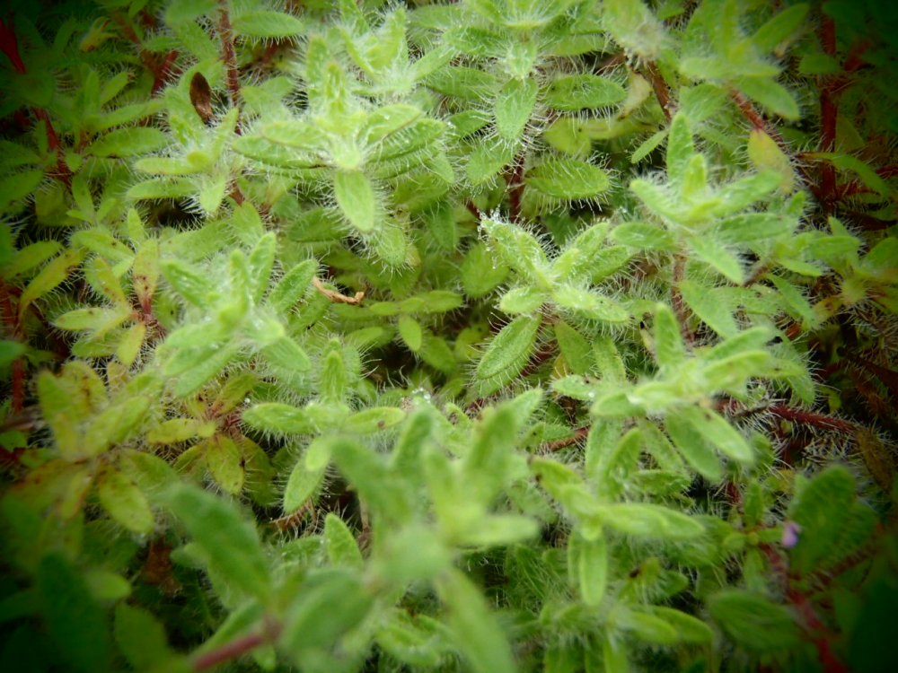 Bild zu Teppich Thymian