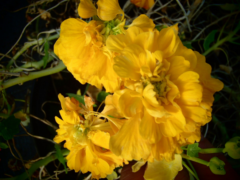 25574 / Tropaeolum pentaphyllum 'Darjeeling Gold'