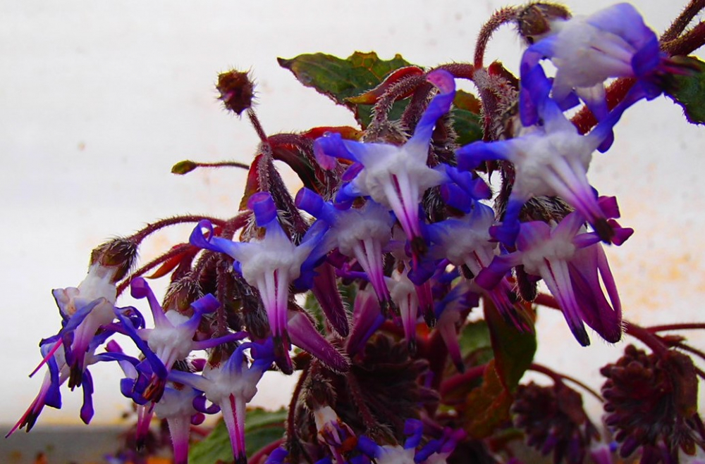 26000 / Trachystemon orientalis