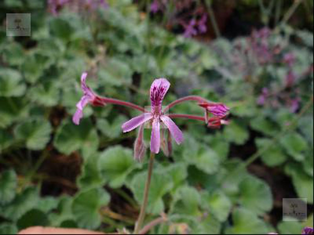 Bild zu Spezies-Pelargonie