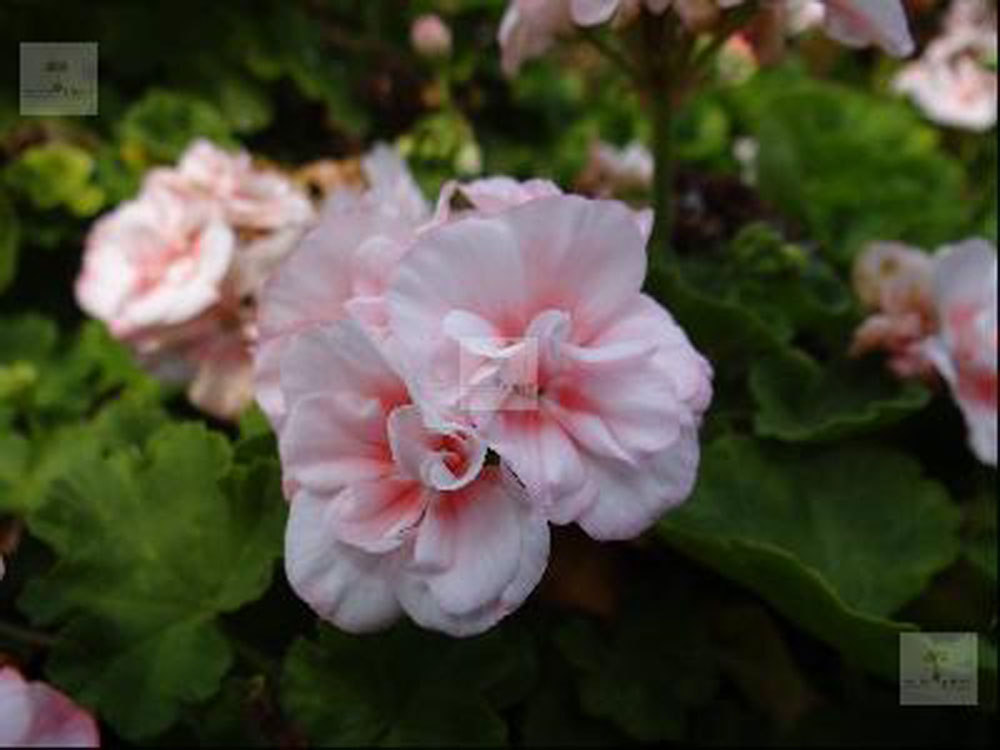 Bild zu Dwarf-Pelargonie