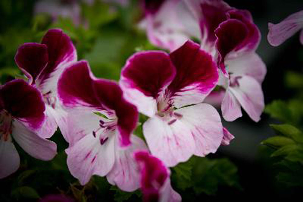 Bild zu Angel-Pelargonie