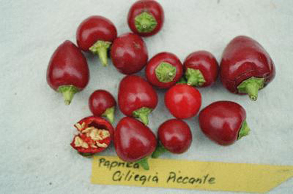 Bild zu Ciliegia Picante
