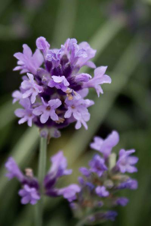 Bild zu Lavendel