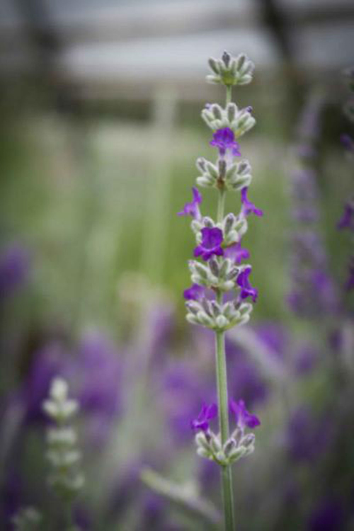 Bild zu Lavendel